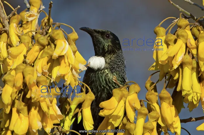: Tui on flowering Kowhai. Teal Valley, near Nelson, South Island, New Zealand : Tui on flowering Kowhai. Teal Valley, near Nelson, South Island, New Zealand