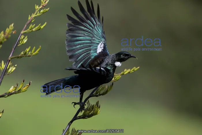 : Tui - Flying from a flax bush - Teal Valley near : Tui - Flying from a flax bush - Teal Valley near