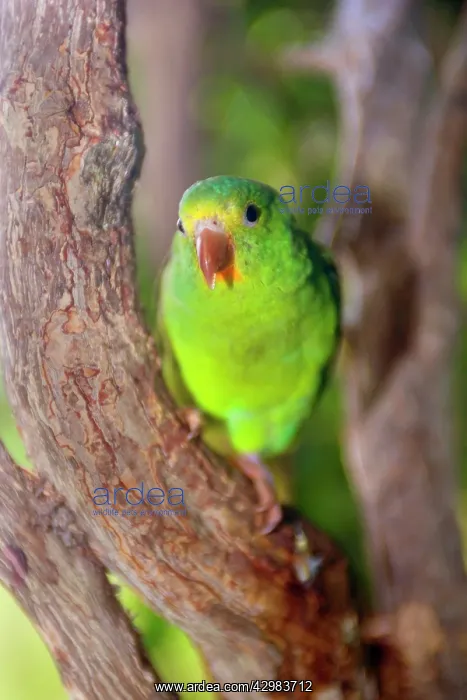 : Tui Parakeet / Santarem Parakeet - single adult : Tui Parakeet / Santarem Parakeet - single adult