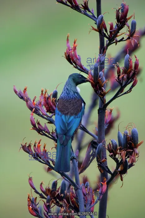 : Tui, Parson Bird - sucking nectar of flowering : Tui, Parson Bird - sucking nectar of flowering