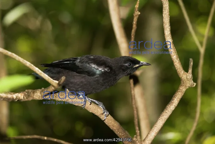 : Tui (Prosthemadera novaeseelandiae). Tiritiri Matangi island near Auckland : Tui (Prosthemadera novaeseelandiae). Tiritiri Matangi island near Auckland