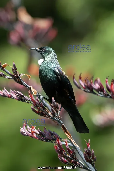 : Tui (Prosthemadera novaeseelandiae; endemic passerine : Tui (Prosthemadera novaeseelandiae; endemic passerine