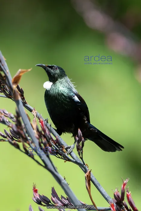 : Tui (Prosthemadera novaeseelandiae; endemic passerine : Tui (Prosthemadera novaeseelandiae; endemic passerine