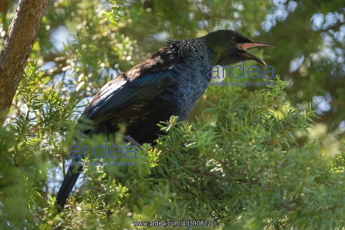 : Tui (Prosthemadera novaeseelandiae; endemic passerine : Tui (Prosthemadera novaeseelandiae; endemic passerine