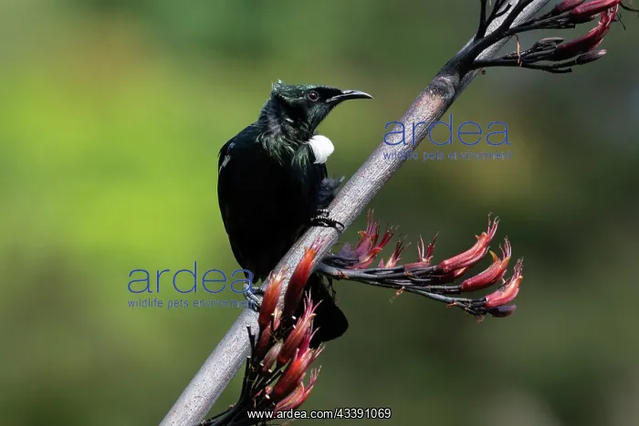 : Tui (Prosthemadera novaeseelandiae; endemic passerine : Tui (Prosthemadera novaeseelandiae; endemic passerine
