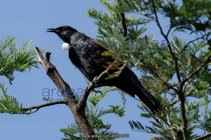 : Tui (Prosthemadera novaeseelandiae; endemic passerine : Tui (Prosthemadera novaeseelandiae; endemic passerine