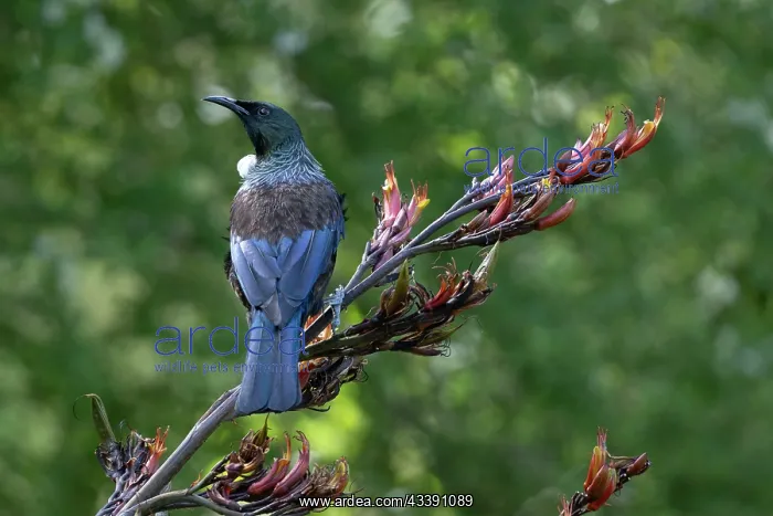 : Tui (Prosthemadera novaeseelandiae; endemic passerine : Tui (Prosthemadera novaeseelandiae; endemic passerine