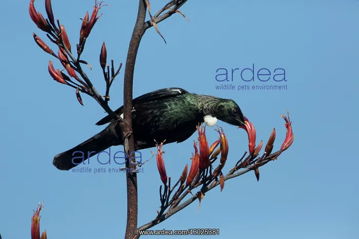 : Tui taking nectar from flax flower (Phormium species) : Tui taking nectar from flax flower (Phormium species)