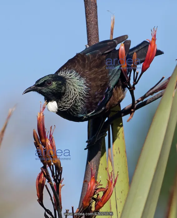 : Tui taking nectar from flax flower (Phormium species) : Tui taking nectar from flax flower (Phormium species)