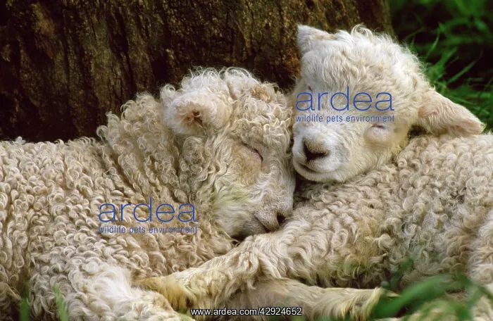 : Tukidale Sheep - lambs, raised for carpet wool : Tukidale Sheep - lambs, raised for carpet wool