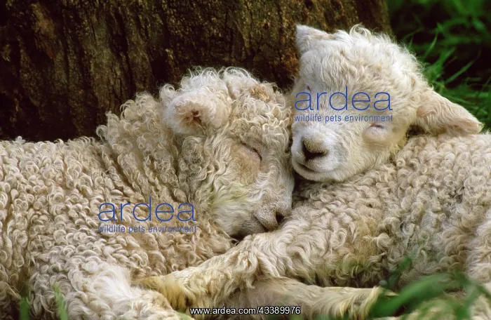 : Tukidale Sheep - lambs, raised for carpet wool : Tukidale Sheep - lambs, raised for carpet wool