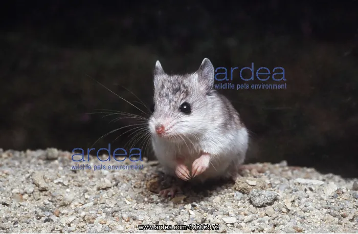 : Tulare Grasshopper Mouse : Tulare Grasshopper Mouse