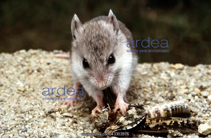 : Tulare MOUSE - feeding on Grasshopper : Tulare MOUSE - feeding on Grasshopper