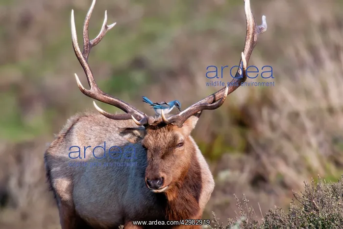: Tule Elk (Cervus canadensis ssp - nannodes) : Tule Elk (Cervus canadensis ssp - nannodes)