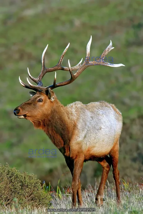 : Tule Elk (Cervus canadensis ssp - nannodes) : Tule Elk (Cervus canadensis ssp - nannodes)