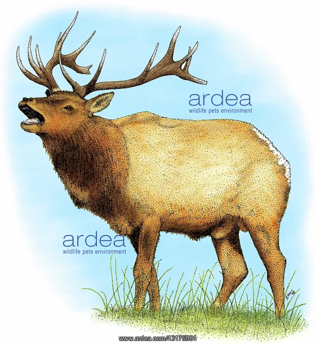  : Tule Elk, (Cervus canadensis nannodes)