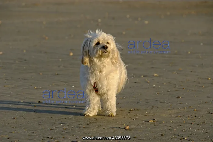 : Tulear Cotton on a beach France : Tulear Cotton on a beach France