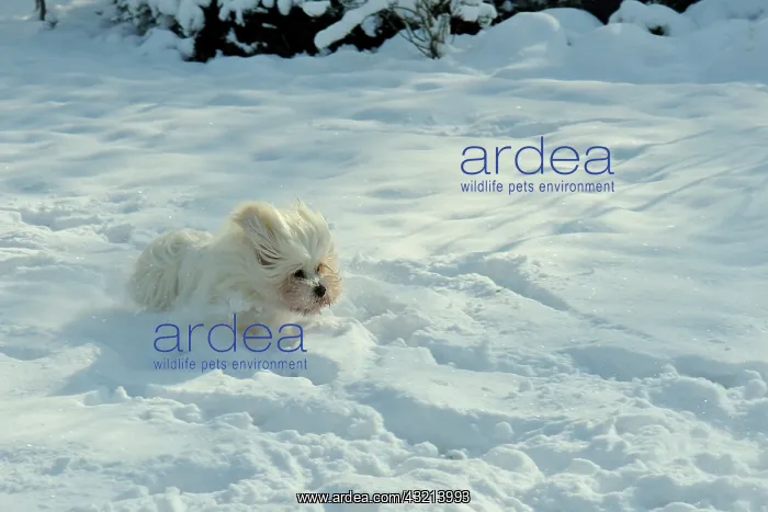 : Tulear cotton in the snow, France : Tulear cotton in the snow, France