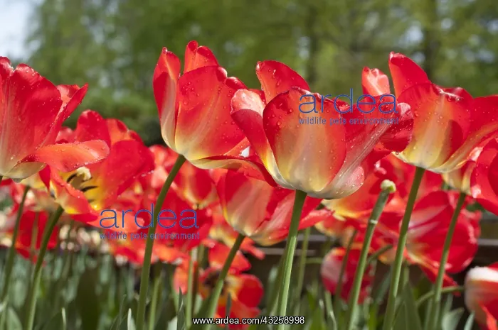 : Tulip American Dream in bloom in a garden : Tulip American Dream in bloom in a garden