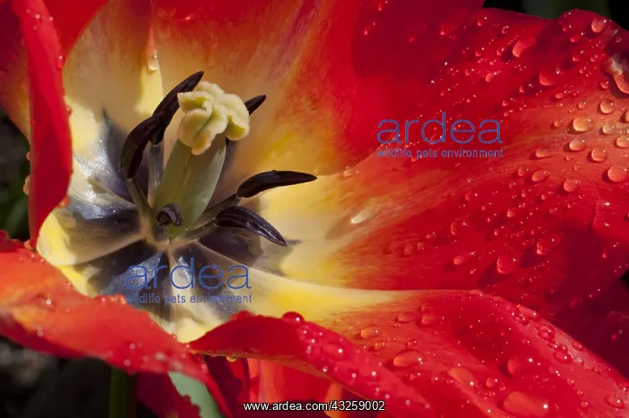 : Tulip American Dream in bloom in a garden : Tulip American Dream in bloom in a garden