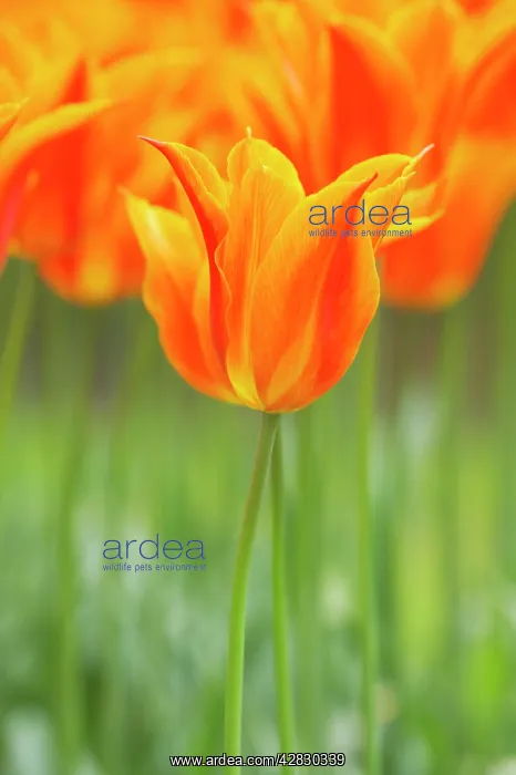 : Tulip Ballerina : Tulip Ballerina