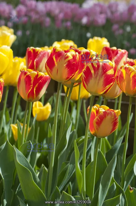 : Tulip Banja Luka in bloom in a garden : Tulip Banja Luka in bloom in a garden