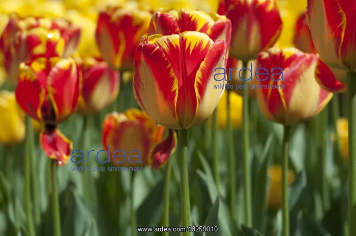 : Tulip Banja Luka in bloom in a garden : Tulip Banja Luka in bloom in a garden