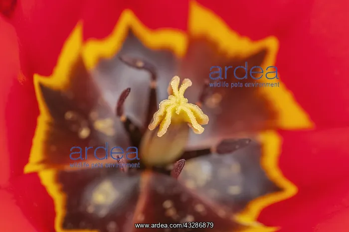 : tulip - blooming red tulip in spring - Metzingen : tulip - blooming red tulip in spring - Metzingen