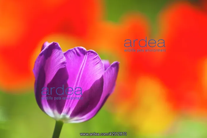 : Tulip Blossom - in garden : Tulip Blossom - in garden