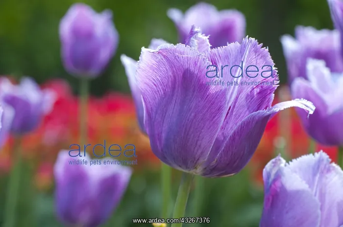 : Tulip Blue Heron in bloom in a garden : Tulip Blue Heron in bloom in a garden