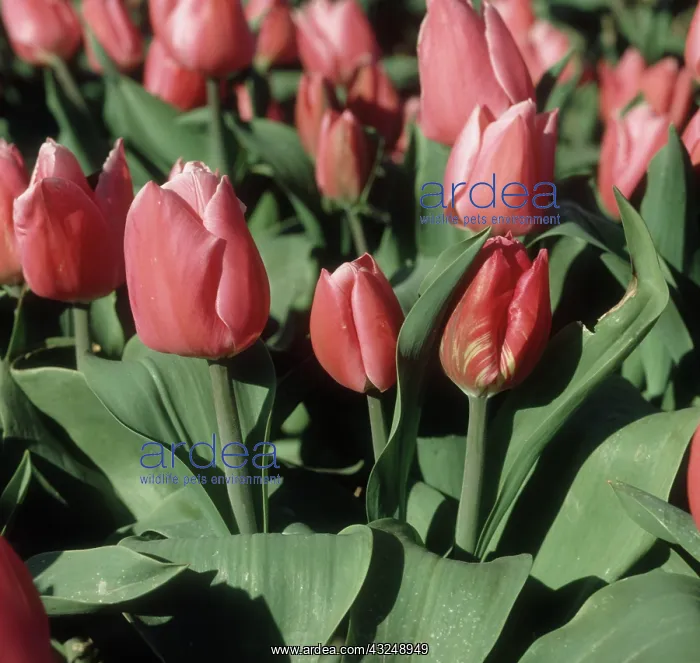 : Tulip breaking virus on Tulip : Tulip breaking virus on Tulip
