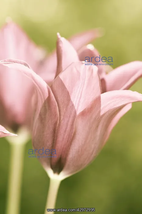 : Tulip - Burgundy (Desaturated) : Tulip - Burgundy (Desaturated)
