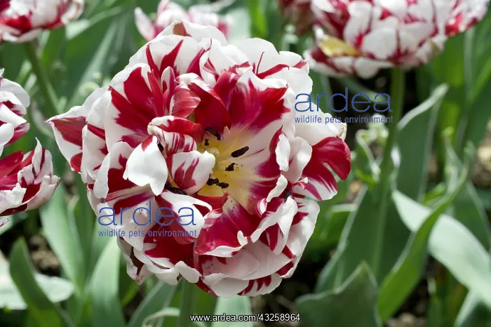 : Tulip Carnaval de Nice in bloom in a garden : Tulip Carnaval de Nice in bloom in a garden
