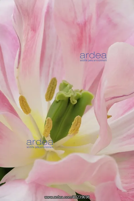 : Tulip close-up, Keukenhof Gardens, Lisse