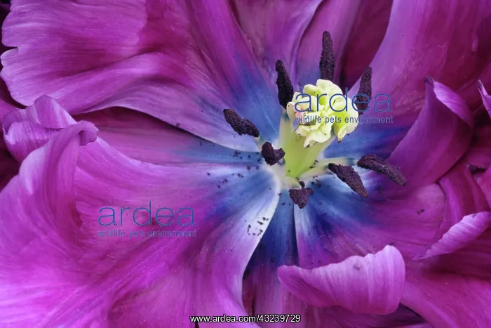 : Tulip close-up, Keukenhof Gardens, Lisse : Tulip close-up, Keukenhof Gardens, Lisse