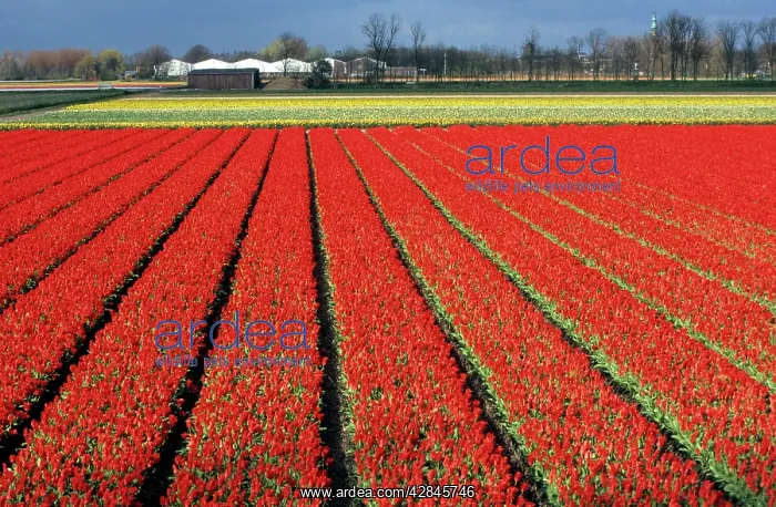  : Tulip cultivate - Holland