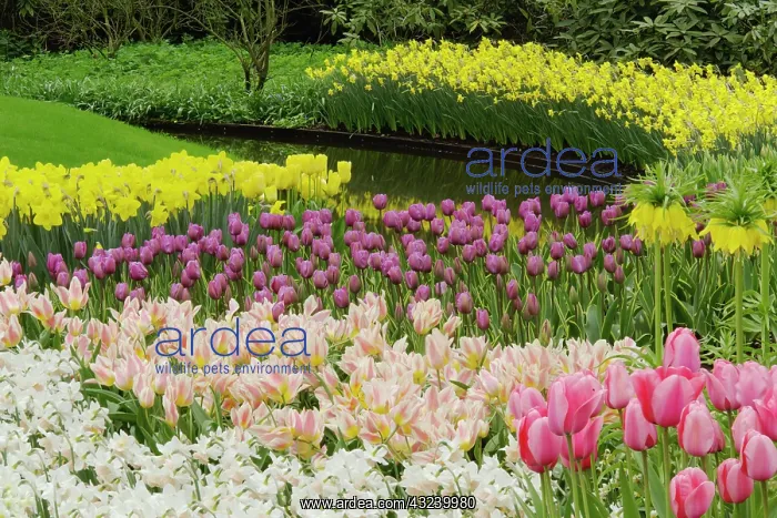 : Tulip and daffodil garden, Keukenhof Gardens : Tulip and daffodil garden, Keukenhof Gardens