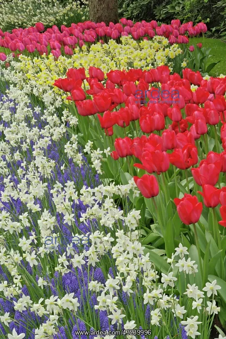 : Tulip and daffodil garden, Keukenhof Gardens : Tulip and daffodil garden, Keukenhof Gardens
