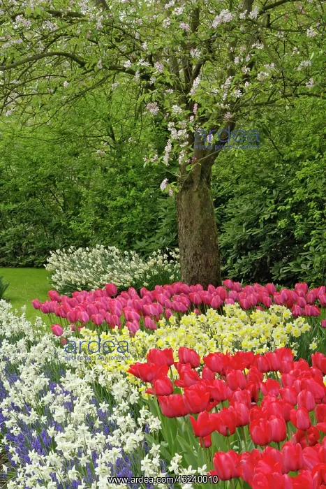 : Tulip and daffodil garden, Keukenhof Gardens : Tulip and daffodil garden, Keukenhof Gardens