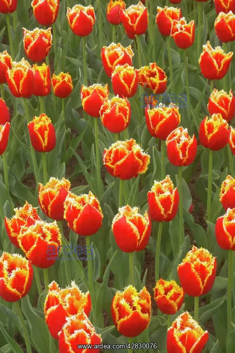 : Tulip Davenport : Tulip Davenport
