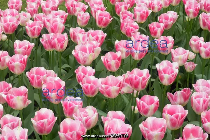 : Tulip Diamond : Tulip Diamond
