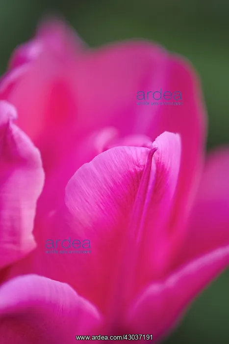 : Tulip Doll's minuet - Norfolk UK : Tulip Doll's minuet - Norfolk UK