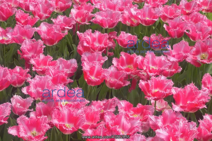 : Tulip Fancy Frills : Tulip Fancy Frills