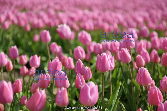: Tulip. A tulip field with small depth of field : Tulip. A tulip field with small depth of field