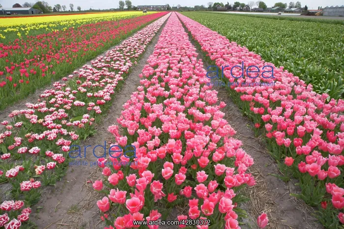 : Tulip Fields : Tulip Fields