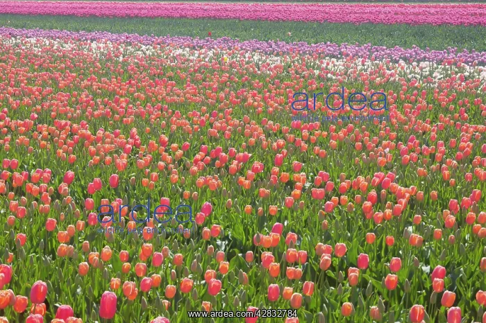  : Tulip Fields