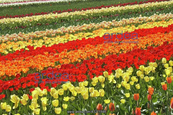 : Tulip Fields, near Tapanui, West Otago : Tulip Fields, near Tapanui, West Otago