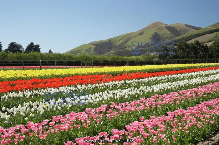 : Tulip Fields, near Tapanui, West Otago : Tulip Fields, near Tapanui, West Otago