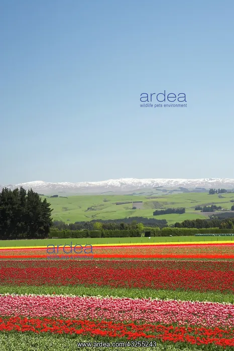 : Tulip Fields, near Tapanui, West Otago : Tulip Fields, near Tapanui, West Otago