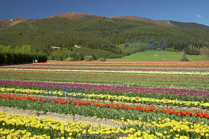 : Tulip Fields, near Tapanui, West Otago : Tulip Fields, near Tapanui, West Otago